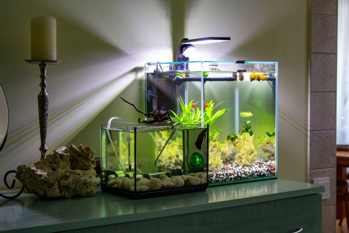 Décoration d'aquarium : principe, conseils et idées