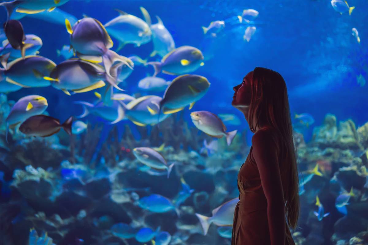 L'aquarium d'eau de mer - Blog