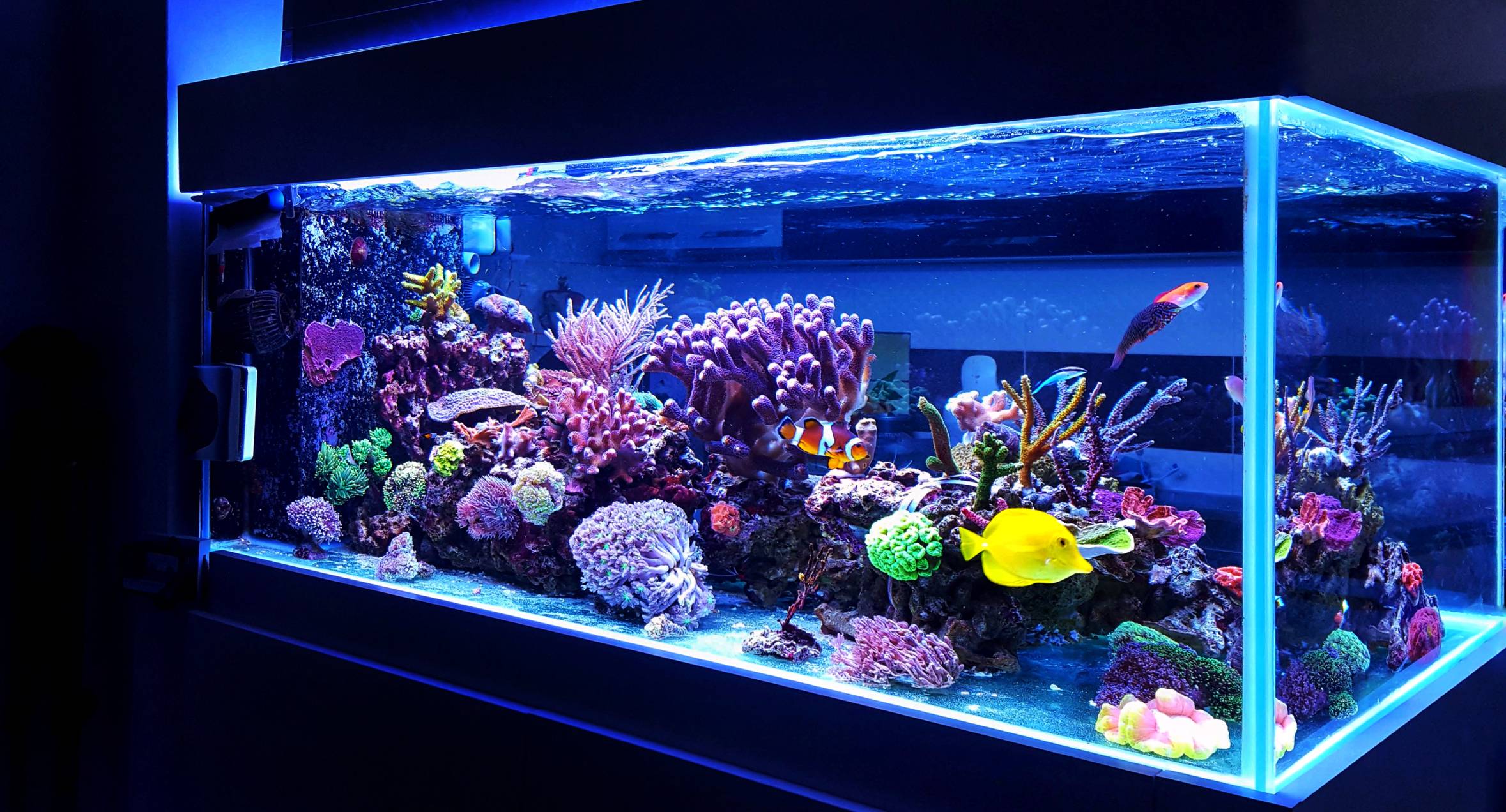 Comment décorer votre aquarium d'eau douce ?